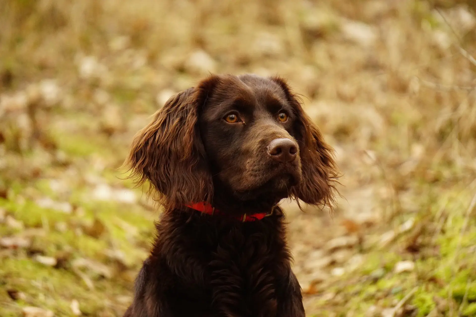 ¿Puede mi perro usar un arnés en lugar de un collar?